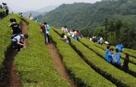 茶文化旅游與茶業(yè)經(jīng)濟(jì)發(fā)展研究