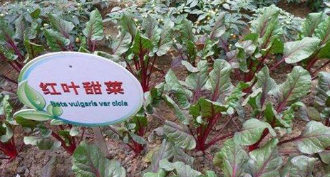 內(nèi)蒙古甜菜種植與比較效益調(diào)查分析