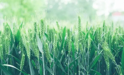 綠色小麥種植技術(shù)及田間管理的推廣方法