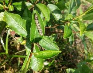 茶葉蟲害防治中蟲生真菌的應(yīng)用探討