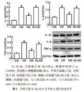 活化α7煙堿型乙酰膽堿受體對(duì)呼吸機(jī)與大鼠的保護(hù)機(jī)制研究