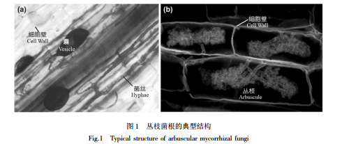淺析叢枝菌根共生的生態(tài)學意義