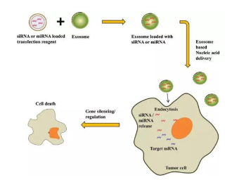 外泌體作為疾病診斷標(biāo)志物及藥物載體的應(yīng)用前景