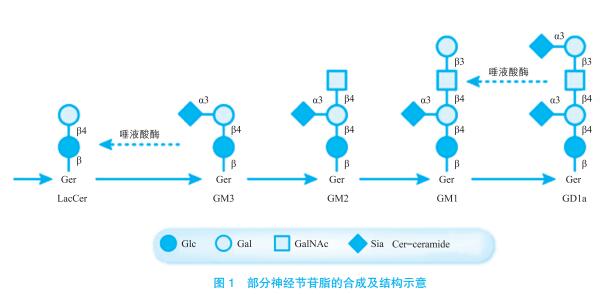 糖鞘脂的生物學(xué)功能及相關(guān)藥物開發(fā)研究