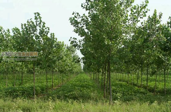 淺析林業(yè)種苗種植技術(shù)要點(diǎn)