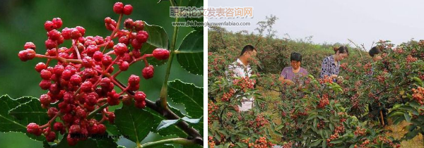 大寨鎮(zhèn)花椒林下蔬菜種植技術(shù)探索