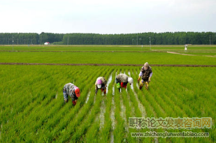 試析中國生態(tài)農(nóng)業(yè)在農(nóng)業(yè)可持續(xù)發(fā)展中的作用