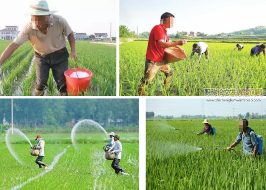 氮肥運(yùn)籌和移栽密度對水稻產(chǎn)量和品質(zhì)形成的影響