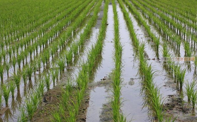 花前、花后遮陰對秈粳雜交稻產(chǎn)量形成特性的影響