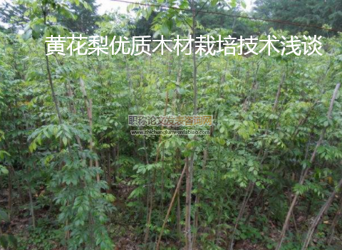 黃花梨優(yōu)質(zhì)木材栽培技術(shù)淺談