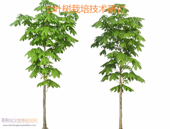 七葉樹栽培技術(shù)研討