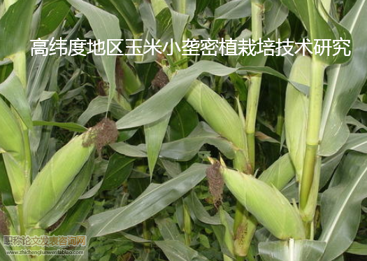 高緯度地區(qū)玉米小壟密植栽培技術(shù)研究