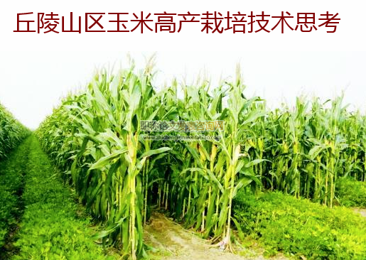 丘陵山區(qū)玉米高產(chǎn)栽培技術(shù)思考