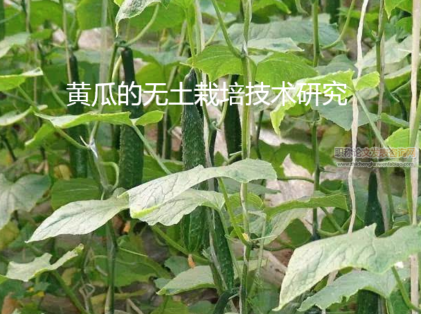 黃瓜的無土栽培技術(shù)研究