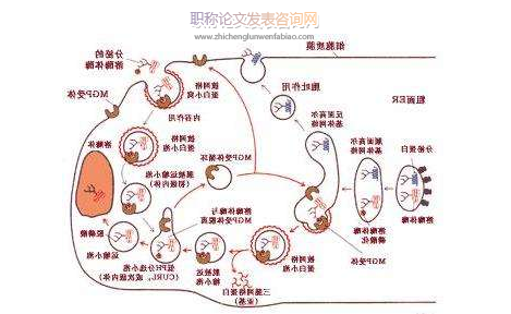 細(xì)胞生物學(xué)專業(yè)論文往哪些期刊投稿