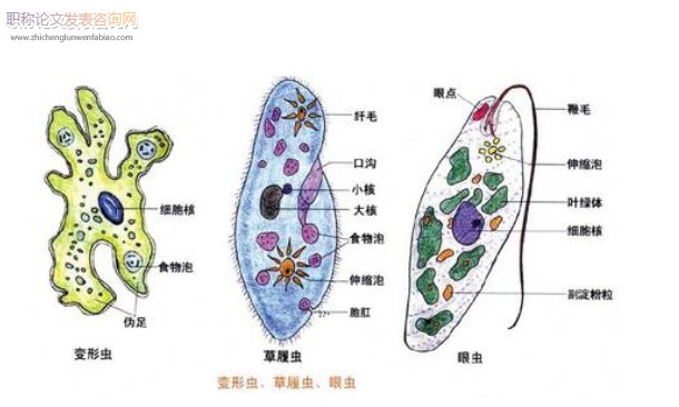  高中生物聰慧課堂拓展活動剖析