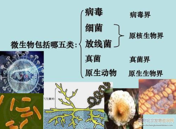 現(xiàn)代教育技術(shù)在高中生物教學(xué)中的應(yīng)用研究