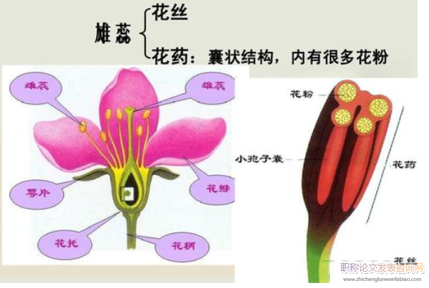 例談高中生物學(xué)理解記憶策略