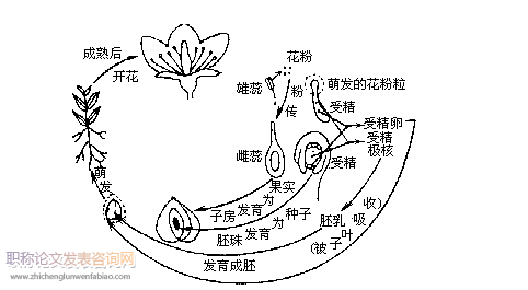 高中生物新課程多媒體教學(xué)的運(yùn)用