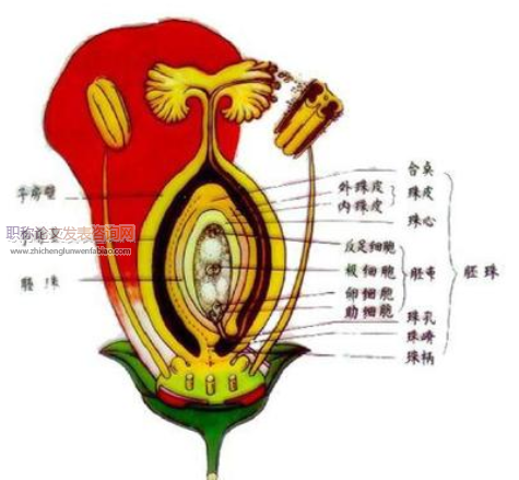 數(shù)學(xué)模型法在高中生物教學(xué)中的應(yīng)用