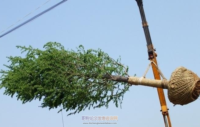 大樹移植技術(shù)與養(yǎng)護(hù)管理