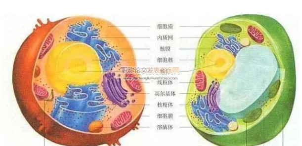 淺議實驗教學法在高中生物教學中的運用