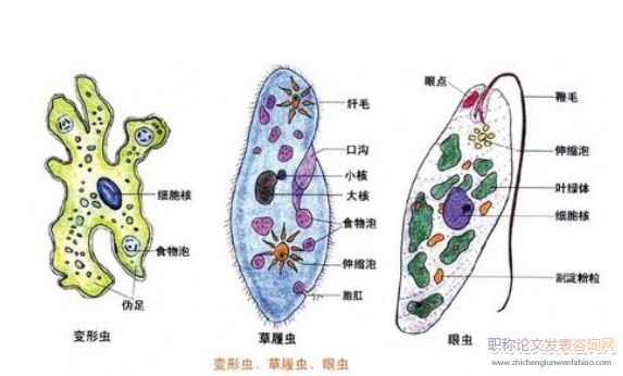 探討新課改下高中生物教學(xué)的有效策略