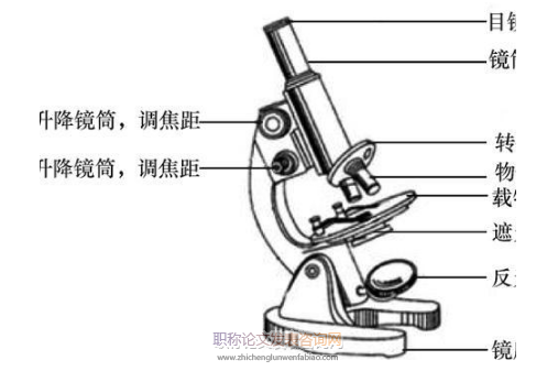 淺談高中生物教學(xué)策略