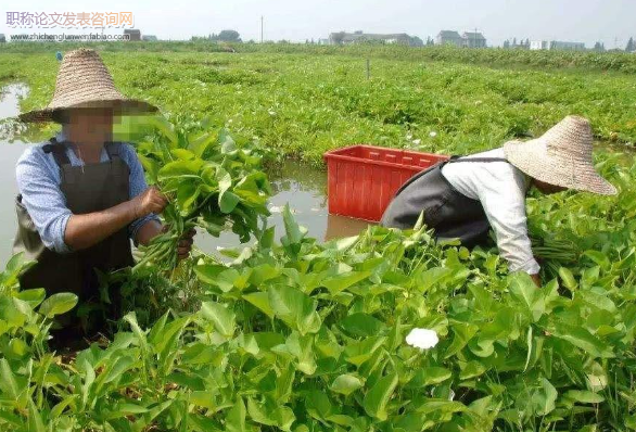 插旗村種植業(yè)現(xiàn)狀及產(chǎn)業(yè)優(yōu)化探究