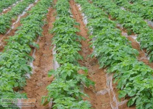 馬鈴薯種植技術(shù)推廣策略——以涼山民族地區(qū)為例