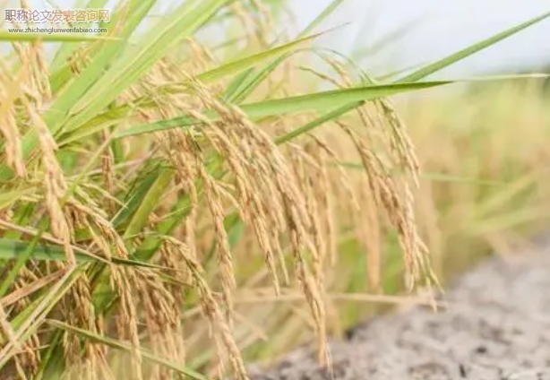 農(nóng)戶糧食種植技術(shù)選擇意愿影響研究