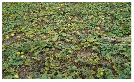 基于系統(tǒng)層次的常見中藥材生態(tài)種植模式及其配套技術(shù)