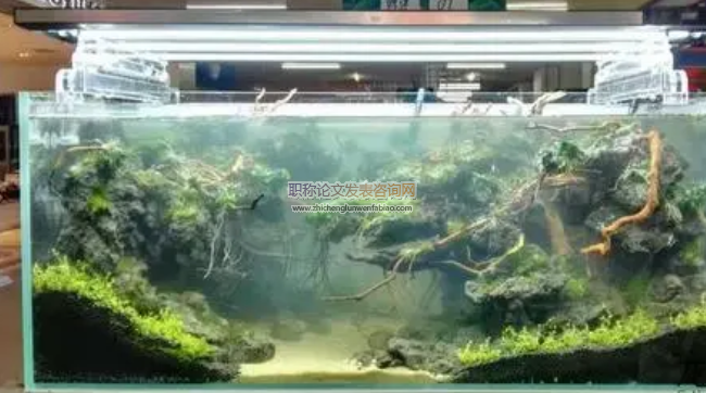 水族箱造景與日常維護(hù)