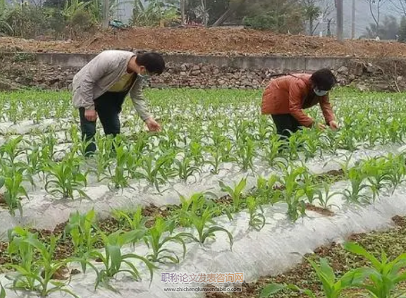 農(nóng)田鎘砷污染防控與作物安全種植技術(shù)探討