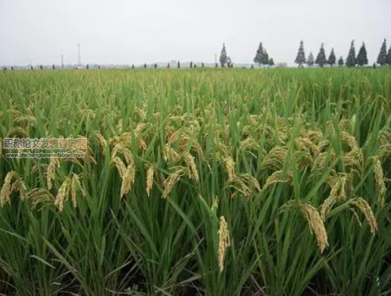 太湖地區(qū)稻麥輪作農(nóng)田有機(jī)和常規(guī)種植模式下氮磷徑流流失特征研究