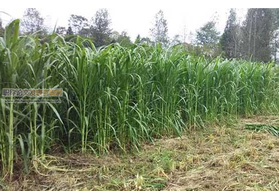 克拉瑪依市巨菌草標準化種植技術