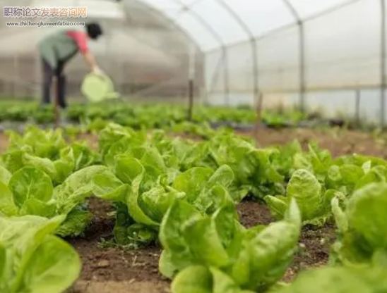 農(nóng)技蔬菜大棚種植技術(shù)和病蟲害防治分析