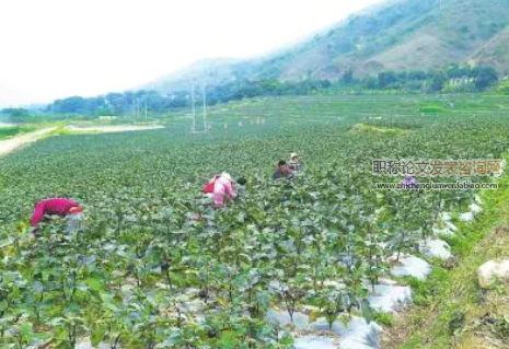 麗江種植冬早蔬菜技術要點