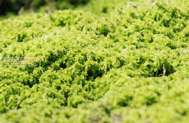 海花草種植技術(shù)研究與探討