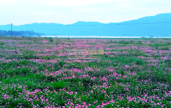 樅陽(yáng)縣紅花草綠肥生產(chǎn)現(xiàn)狀與對(duì)策建議