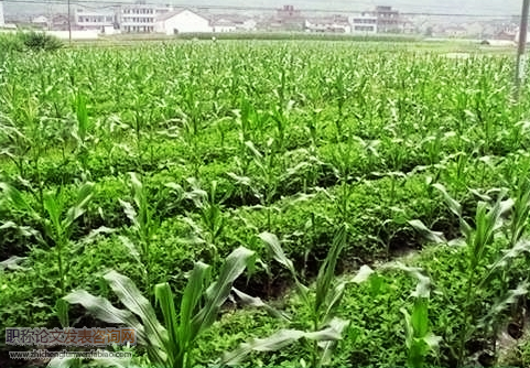 農作物科學種植及病蟲草害防治技術探討