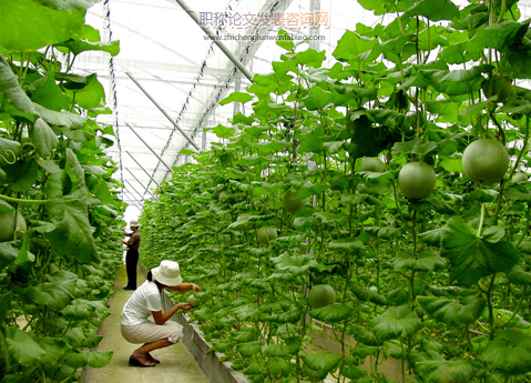 現代農業(yè)背景下蔬菜綠色種植管理技術要點