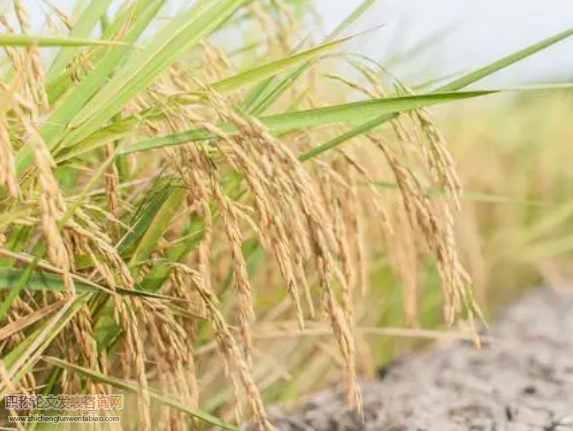 秋季連陰雨對(duì)中稻收獲期的影響與對(duì)策探討