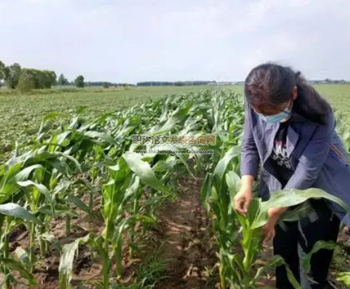 淺析農(nóng)作物種植及病蟲(chóng)害防治技術(shù)