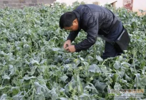 農作物科學種植與病蟲害防治技術探析