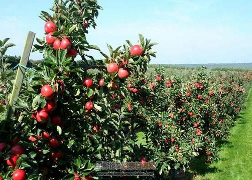 蘋果樹矮化密植栽培管理技術(shù)要點(diǎn)分析