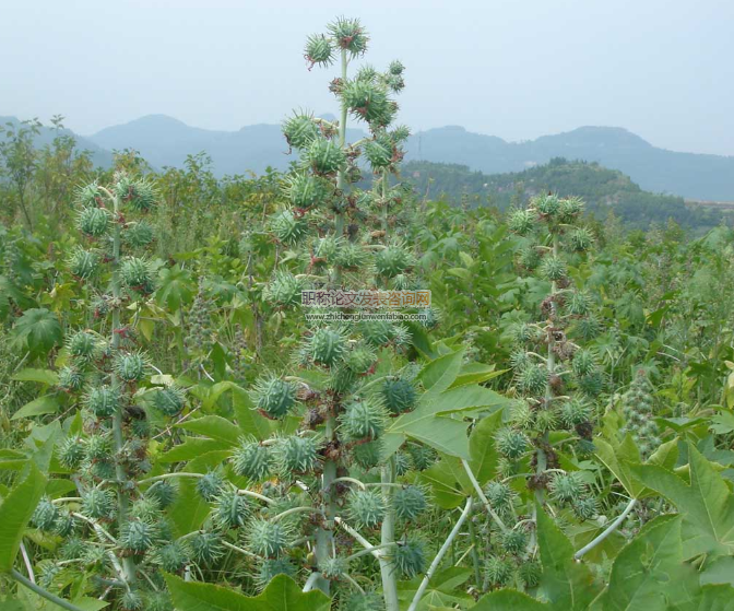 加納蓖麻種植現(xiàn)狀及未來發(fā)展初探