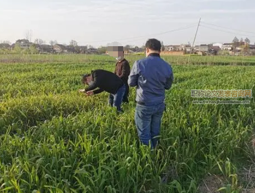 農(nóng)作物科學種植及病蟲害防治技術(shù)探討