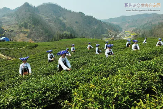 基于特色農(nóng)業(yè)背景下的茶葉經(jīng)濟(jì)發(fā)展路徑